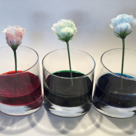 flower stems in different coloured water